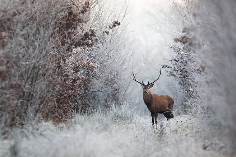 Deer in winter, graphy, snow, ice, nature, animals, winter, deer, HD wallpaper