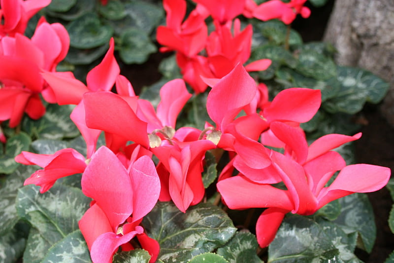 A day with my camera at the Pyramids 33, red, graphy, green, garden, Flowers, Cyclamen, HD wallpaper