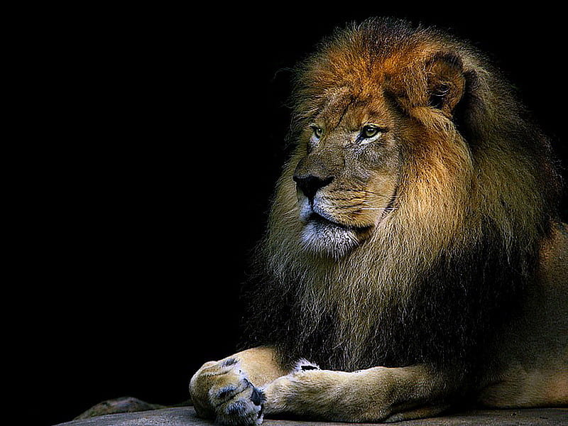 Royal beauty, head of pride, male, mane, strength, power, lion, hunter, HD wallpaper