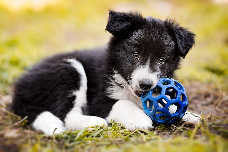 Cute Border Collie pup playing ball . Background ., Border Collie Puppy, HD wallpaper