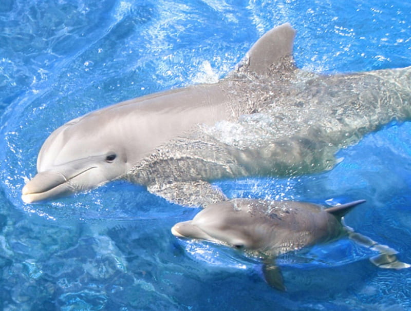 Baby Dolphin, Water, Dolphin, Marine, Life, HD wallpaper
