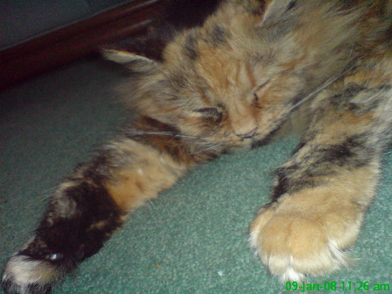 Fudge The Cat, bonito, cat, sleeping, tortoiseshell, HD wallpaper