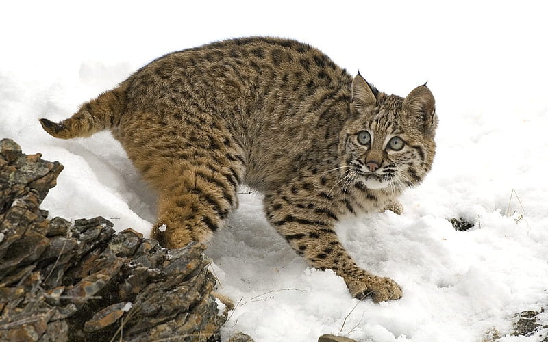 Bobcat in Winter, HD wallpaper
