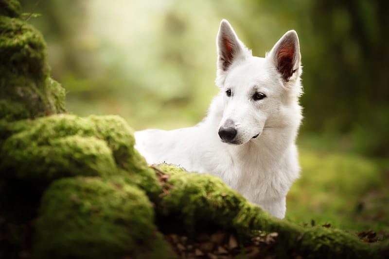 Animal, Swiss Shepherd, Dog, Pet, HD wallpaper | Peakpx