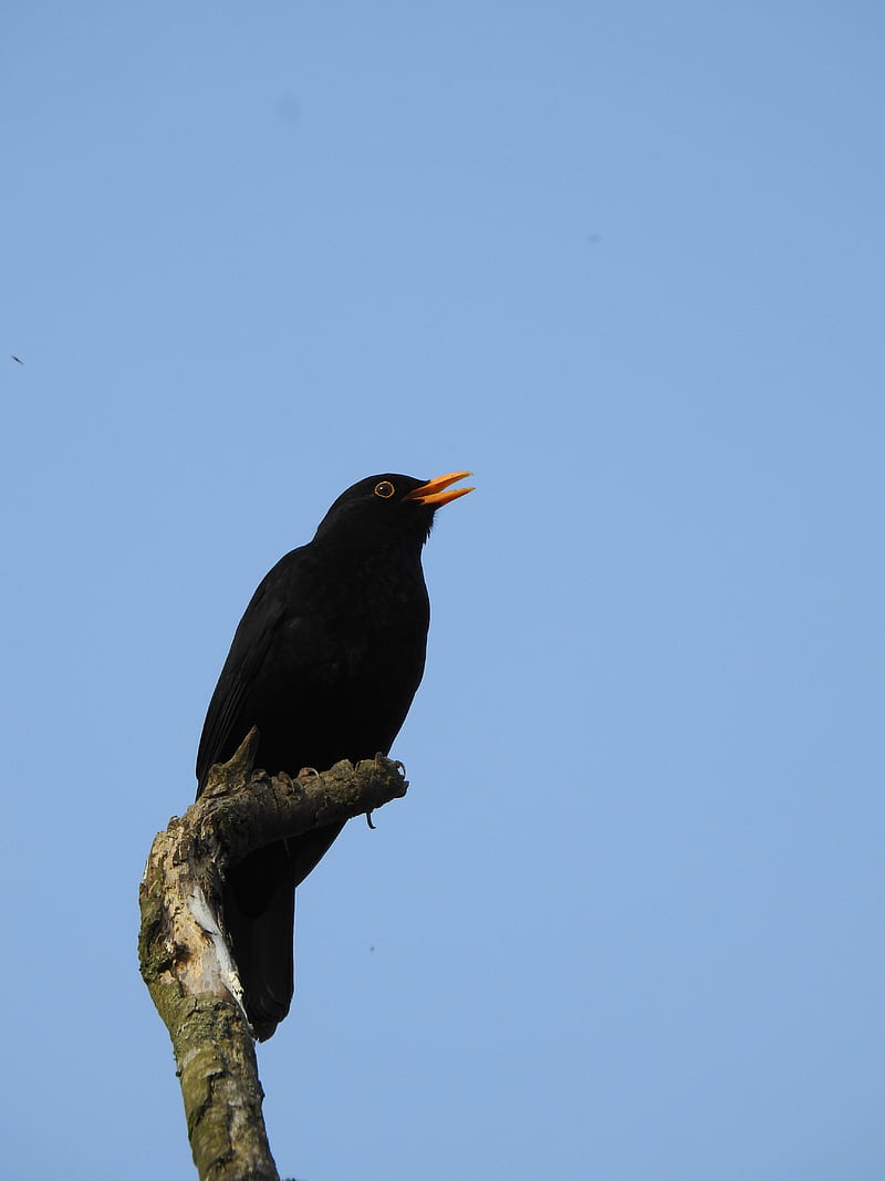 blackbird, bird, log, sky, HD phone wallpaper