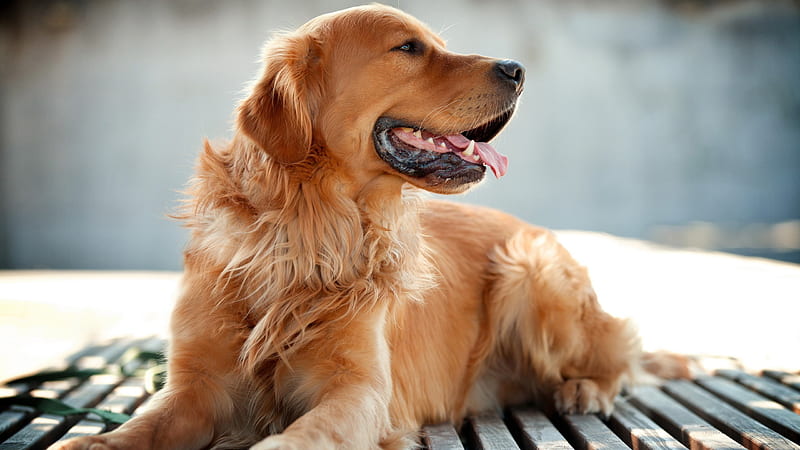 Cute Dog, golden retriever, golden, scott, animals, hermoso, tierno, bonito, HD wallpaper