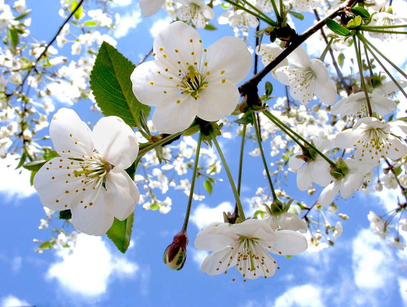 Apple flowers, skies, apple, blossom, flower, spring, white, clouds, HD wallpaper