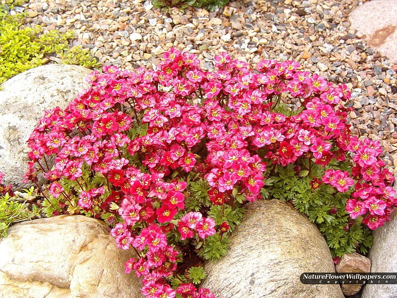 beautiful saxifraga, art , stones, flowers, bonito, red saxifraga, HD wallpaper