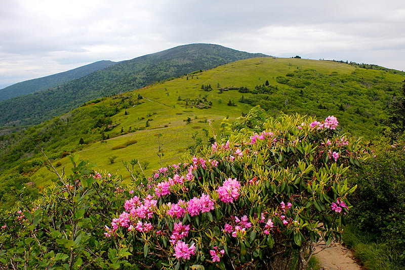 Rhododendron Mountains, usa, grass, mountains, rhododendron, flowers, nature, sky, bushes, HD wallpaper