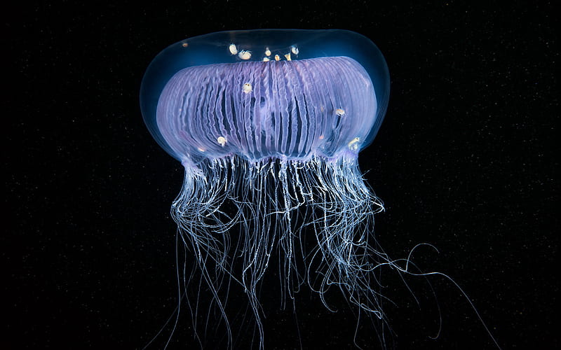 beautiful big jellyfish, underwater world, jellyfish, underwater, ocean, glowing jellyfish, HD wallpaper