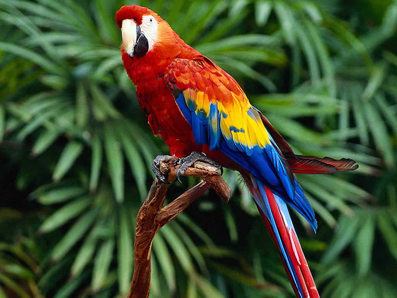 colourful Ara, jungle, colours, parrot, ara, HD wallpaper