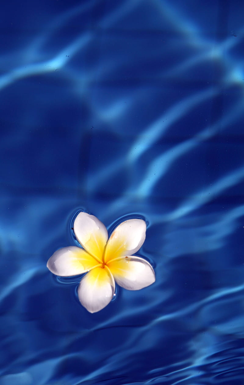 frangipani, flower, water, waves, glare, HD phone wallpaper