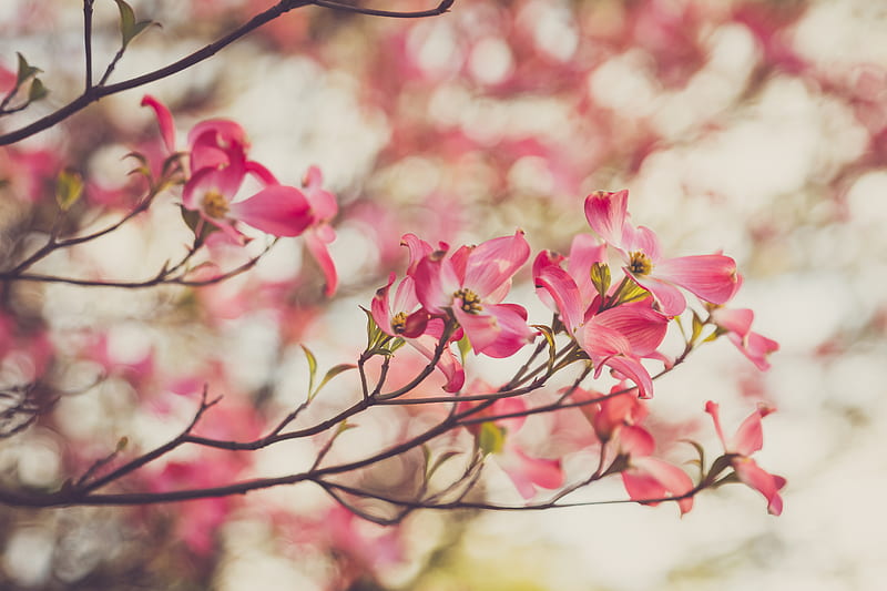 dogwood, flowers, petals, branches, spring, pink, HD wallpaper