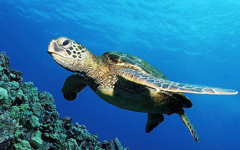 Green Sea Turtle, corals, turtles, amazing, fish, bonito, sea, nice, cool,  green, HD wallpaper | Peakpx