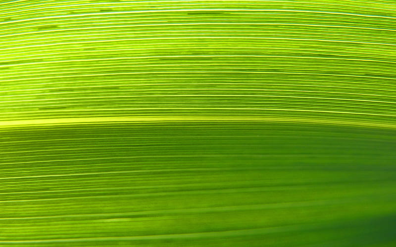 green leaf, green leaves texture, macro, leaves, leaves texture, green leaves, natural textures, leaf pattern, leaf textures, HD wallpaper