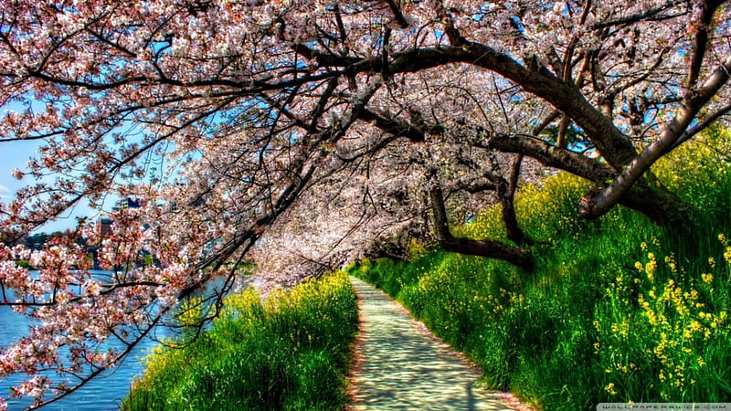 cherry blossom tunnel on riverside walk r, river, r, walkway, trees, HD wallpaper