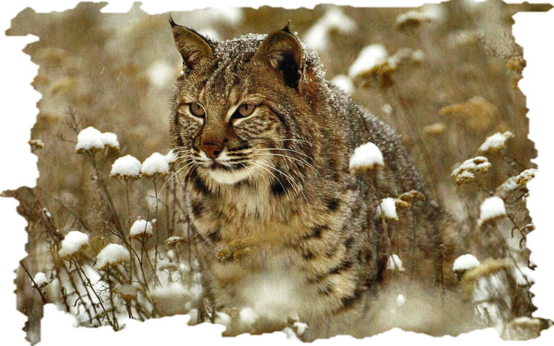 Bobcat F tim fitzharris, fitzharris, cat, animal, feline, graphy, snow, wide screen, wildlife, HD wallpaper