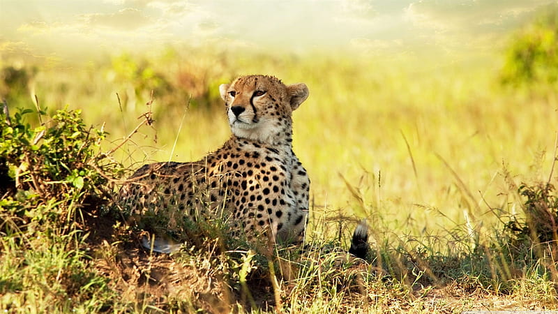 cheetah-Wildlife, HD wallpaper