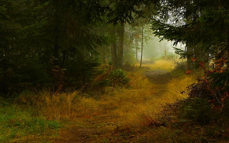 DARK FOREST TRAIL, forest, autumn, trail, nature, fir, trees, fog, HD wallpaper