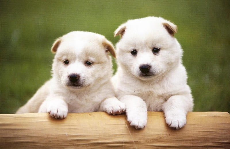 TWO CUTE PUPPIES, PUPPIES, CUTE, CANINE, PUPPY, LABRADOR, WHITE ...