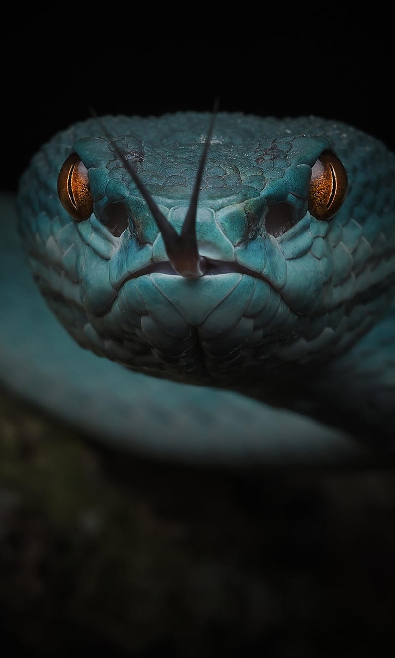Viper Snake, snake, viper, snakes, blue, black, leather, eyes, dragon, HD phone wallpaper