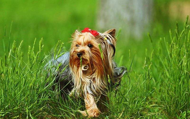 Yorkshire Terrier, lawn, cute dog, summer, red bow, Yorkie, fluffy dog, dogs, cute animals, pets, Yorkshire Terrier Dog, HD wallpaper