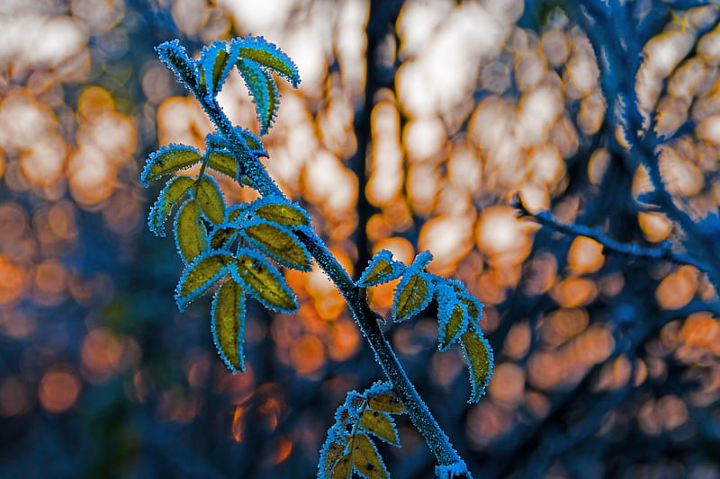 leaves, branch, frost, blur, HD wallpaper