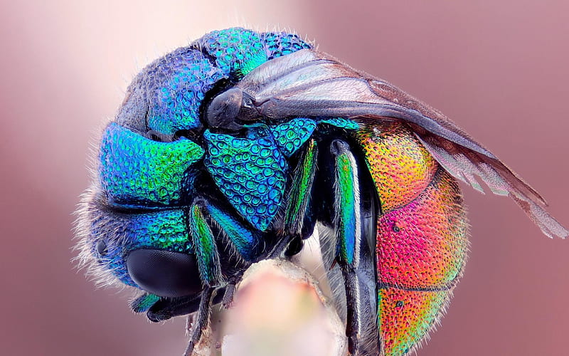 insect-Animal graphy, HD wallpaper