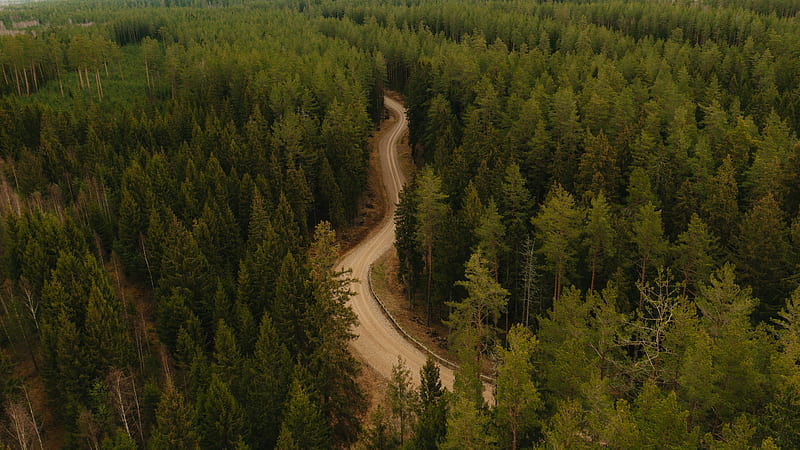 road, forest, winding, trees, HD wallpaper
