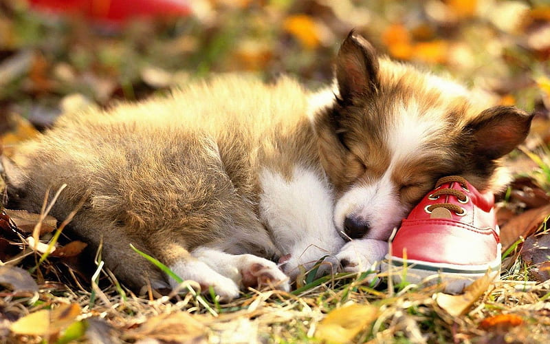 caine, sleep, dog, puppy, shoes, collie, cute, HD wallpaper | Peakpx
