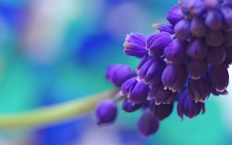 Purple muscari flowers, HD wallpaper