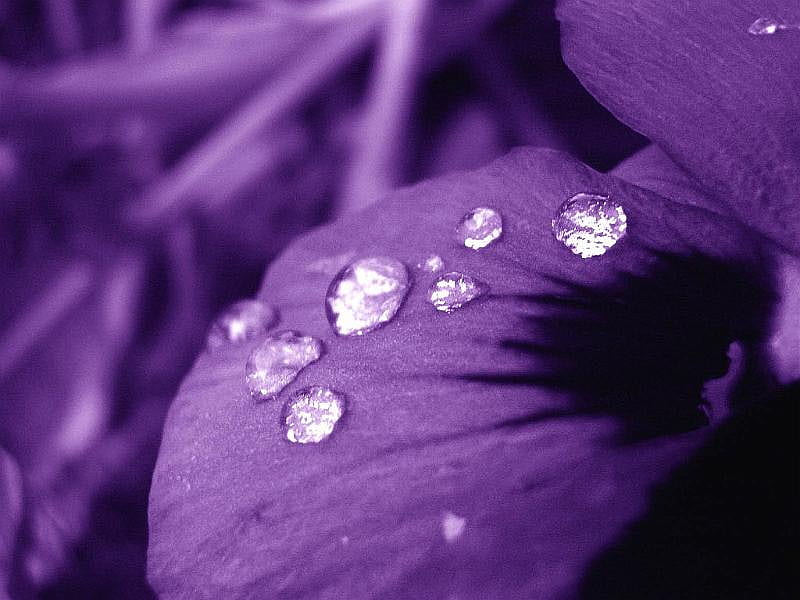 Purple Rain, purple, flowers, nature, rain, other, HD wallpaper