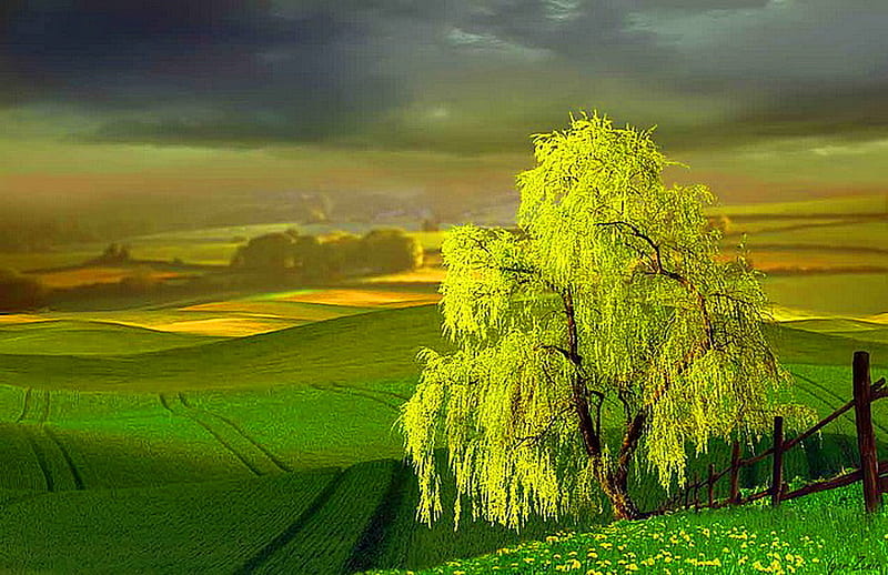 Renewed, hills, tree, green, grass, new, spring, sunshine, HD wallpaper