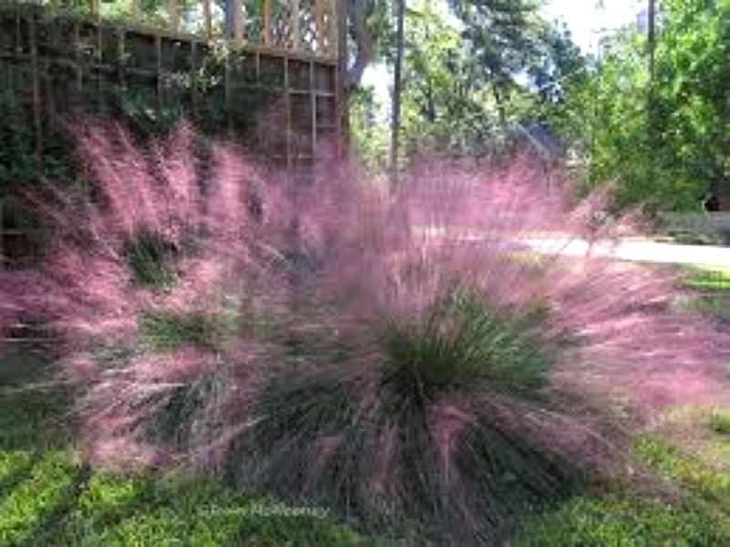 Pink Muhly Ornamental Grass, Pink, Nature, Grass, Ornamental, HD wallpaper