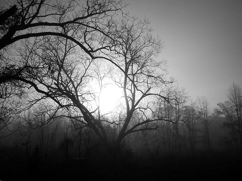 Early morningfoggy sunrise, foggy, black, sunrise, morning, white, HD ...