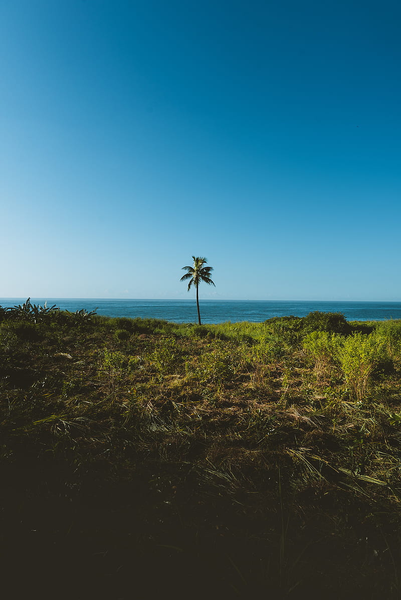 palm, tree, grass, sea, horizon, HD phone wallpaper