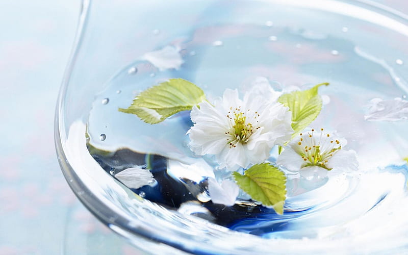 Spring, leaf, glass, water, green, flower, aqua, white, bowl, blue, HD wallpaper
