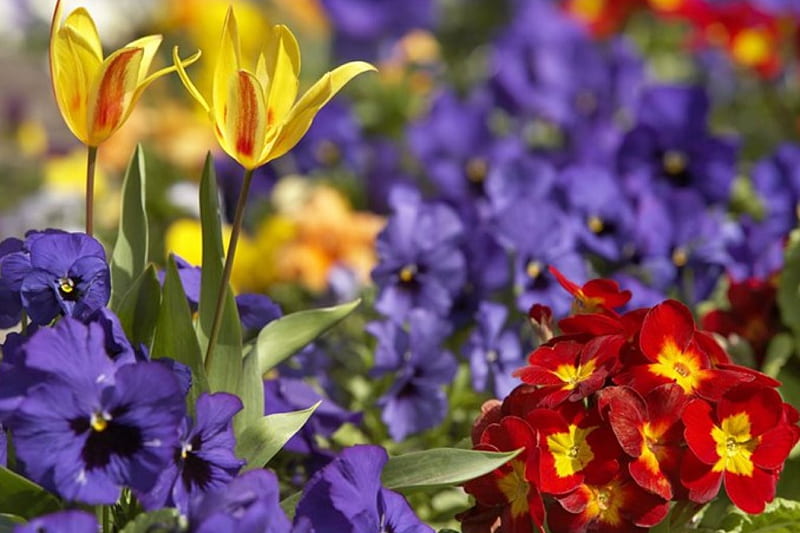 Spring Flowers, red, Pansies, purple, flowers, yellow, Spring, HD wallpaper