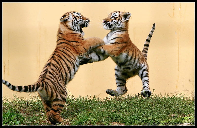 Playful tiger best sale