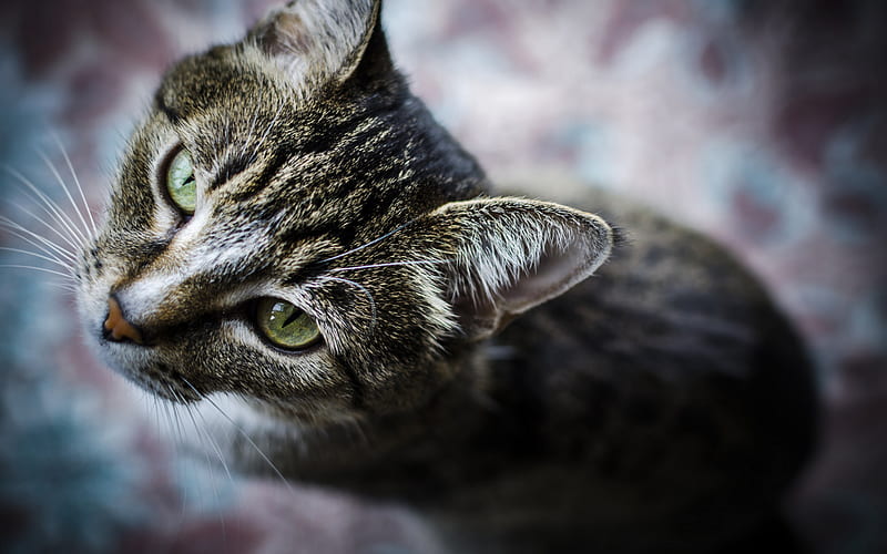 American Shorthair Cat, close-up, bokeh, cat with green eyes, domestic cats, pets, cats, cute cat, American Shorthair, HD wallpaper
