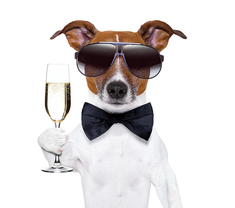 New Year Dog, 2014, champagne, cool, funny, happy, new year, HD wallpaper