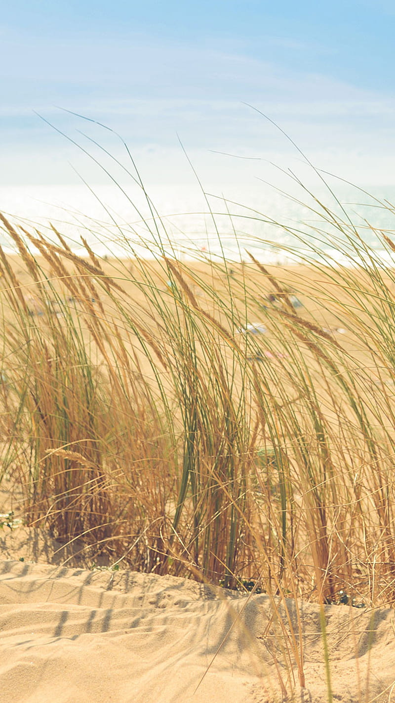 Beach Grass, nature, HD phone wallpaper | Peakpx