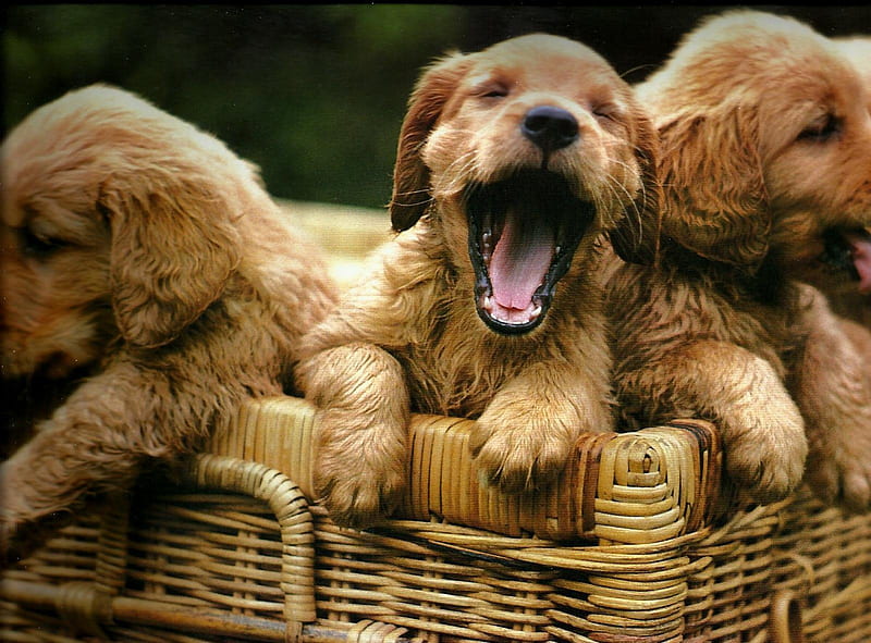 Three puppies in a basket, cute, triplets, puppies, brown, basket, cannie, HD wallpaper