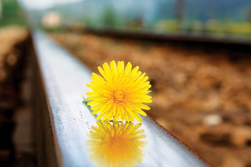 Flower on a railway line, Yellow, Railway, Close up, Flower, HD wallpaper