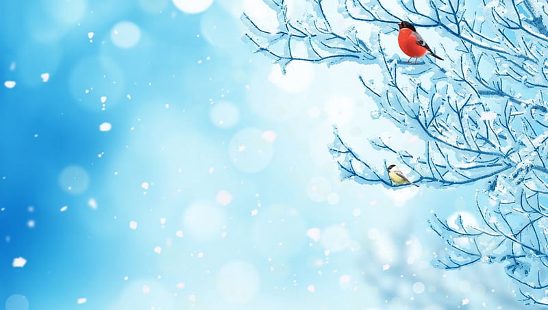 Birds in Winter Tree, Christmas, birds, finch, winter, tree, bokeh, chickadee, snow, ice, frozen, blue, HD wallpaper