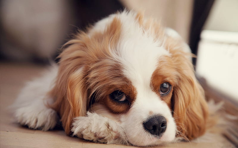 Cavalier King Charles Spaniel, cute little puppy, pets, brown ears, curly puppy, cute animals, dogs, HD wallpaper