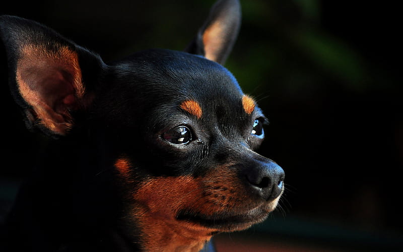 Chihuahua, close-up, summer, dogs, black chihuahua, cute animals, pets, Chihuahua Dog, HD wallpaper