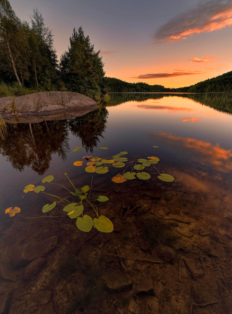 lake, spruce, trees, stone, sunset, plants, HD phone wallpaper