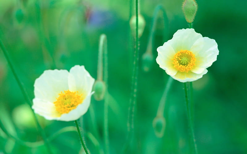 White Poppy Flowers in Field, HD wallpaper
