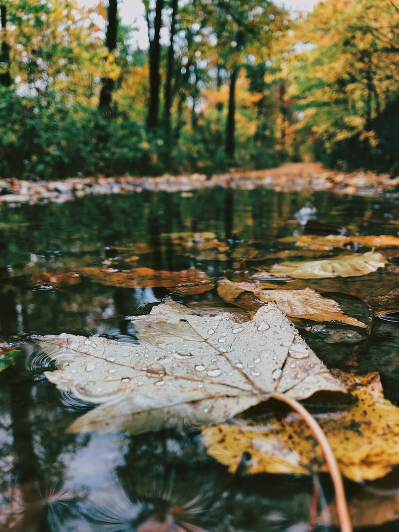 beuaty wall, autumn, autumn , colors, fall, leaves, love, HD phone wallpaper